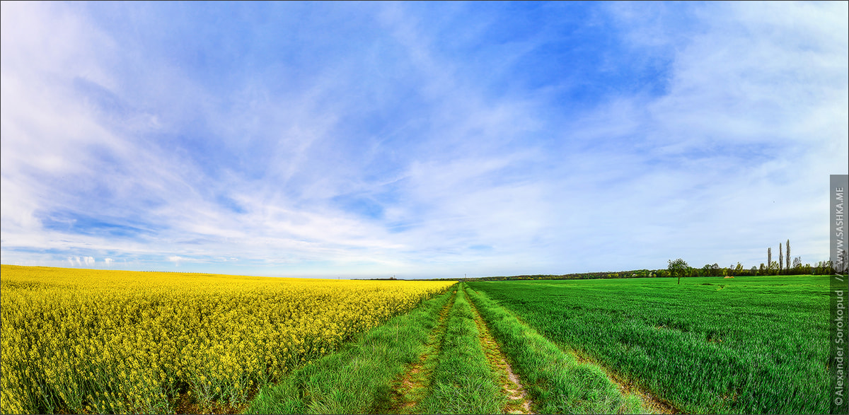 Sony a99 II + Sony 20mm F2.8 sample photo. Beautiful wide panoramic view of colza field photography