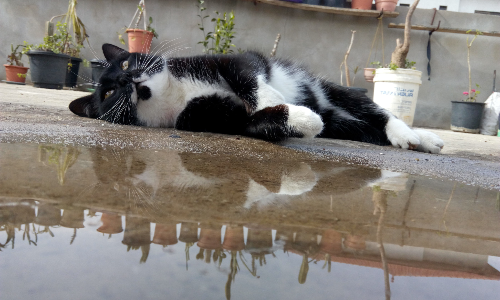 HTC DESIRE 816G DUAL SIM sample photo. Cute cat ❤ photography
