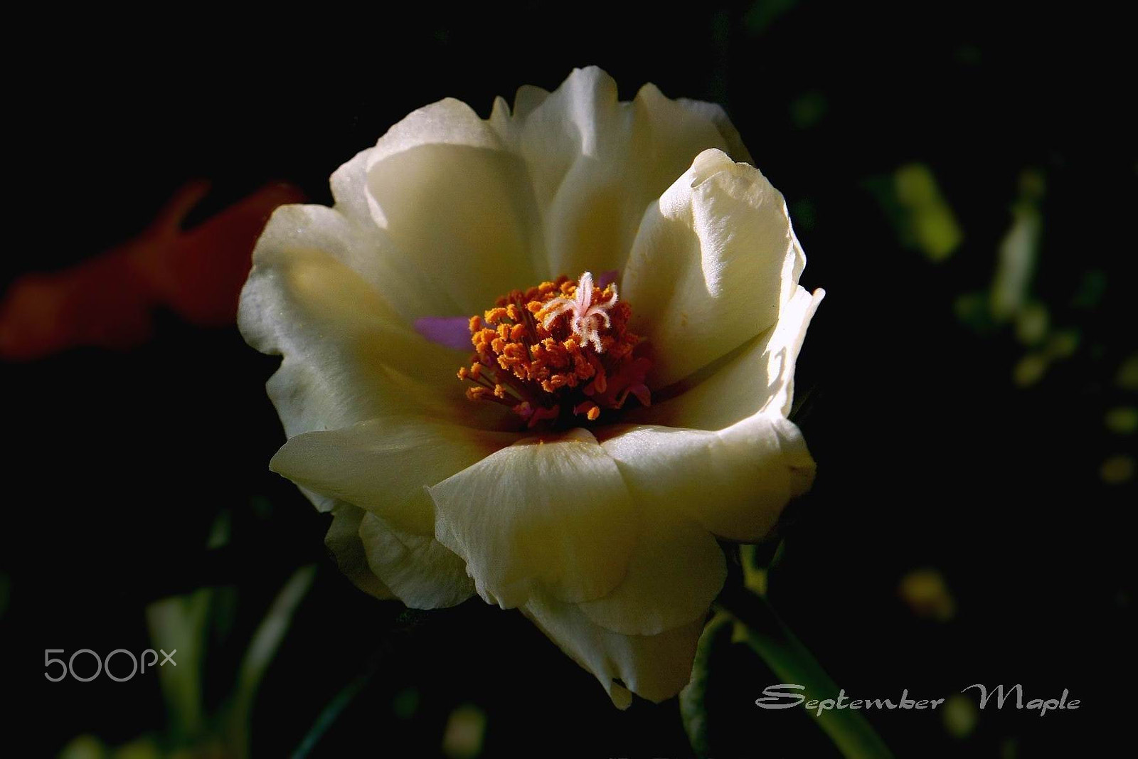 Sony NEX-5C sample photo. 白花马齿笕 2 photography