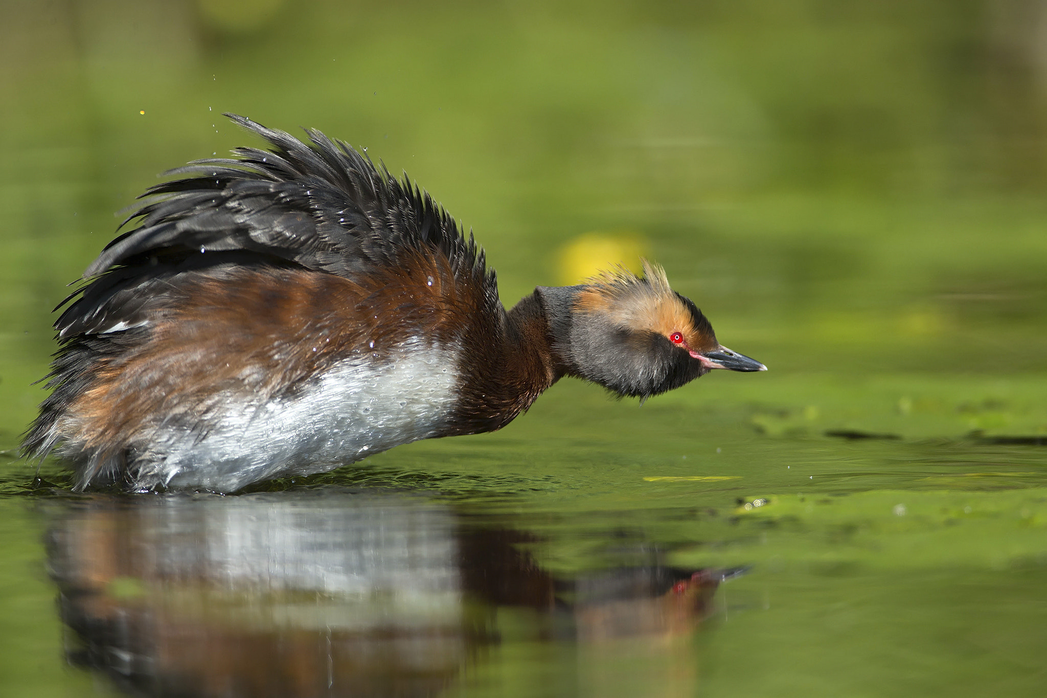 Canon EF 600mm F4L IS USM sample photo. Horned grebe photography