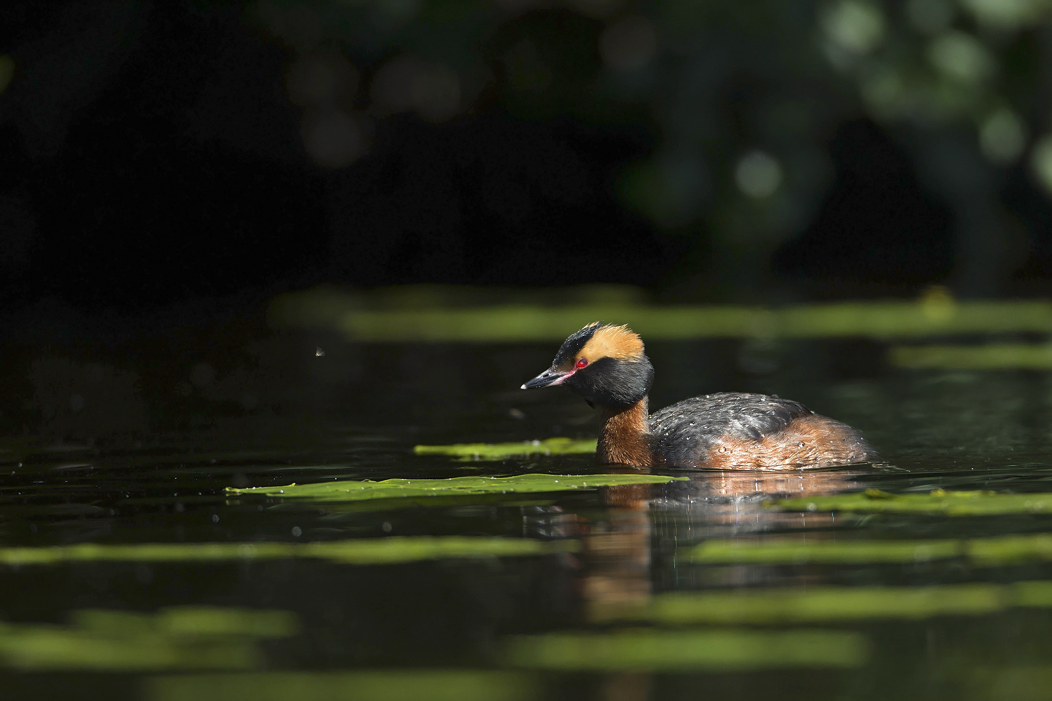 Canon EOS-1D X + Canon EF 600mm F4L IS USM sample photo. Horned grebe photography