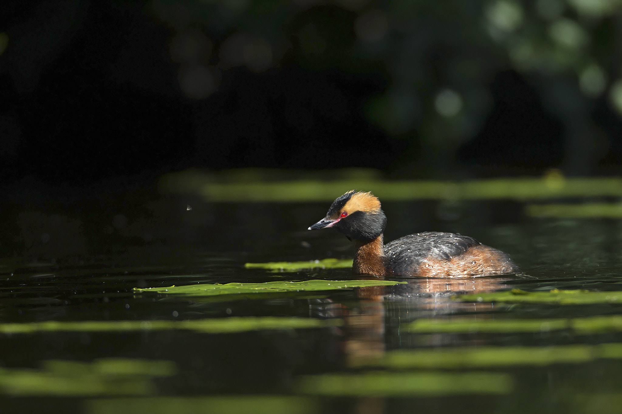 Canon EF 600mm F4L IS USM sample photo. Horned grebe photography