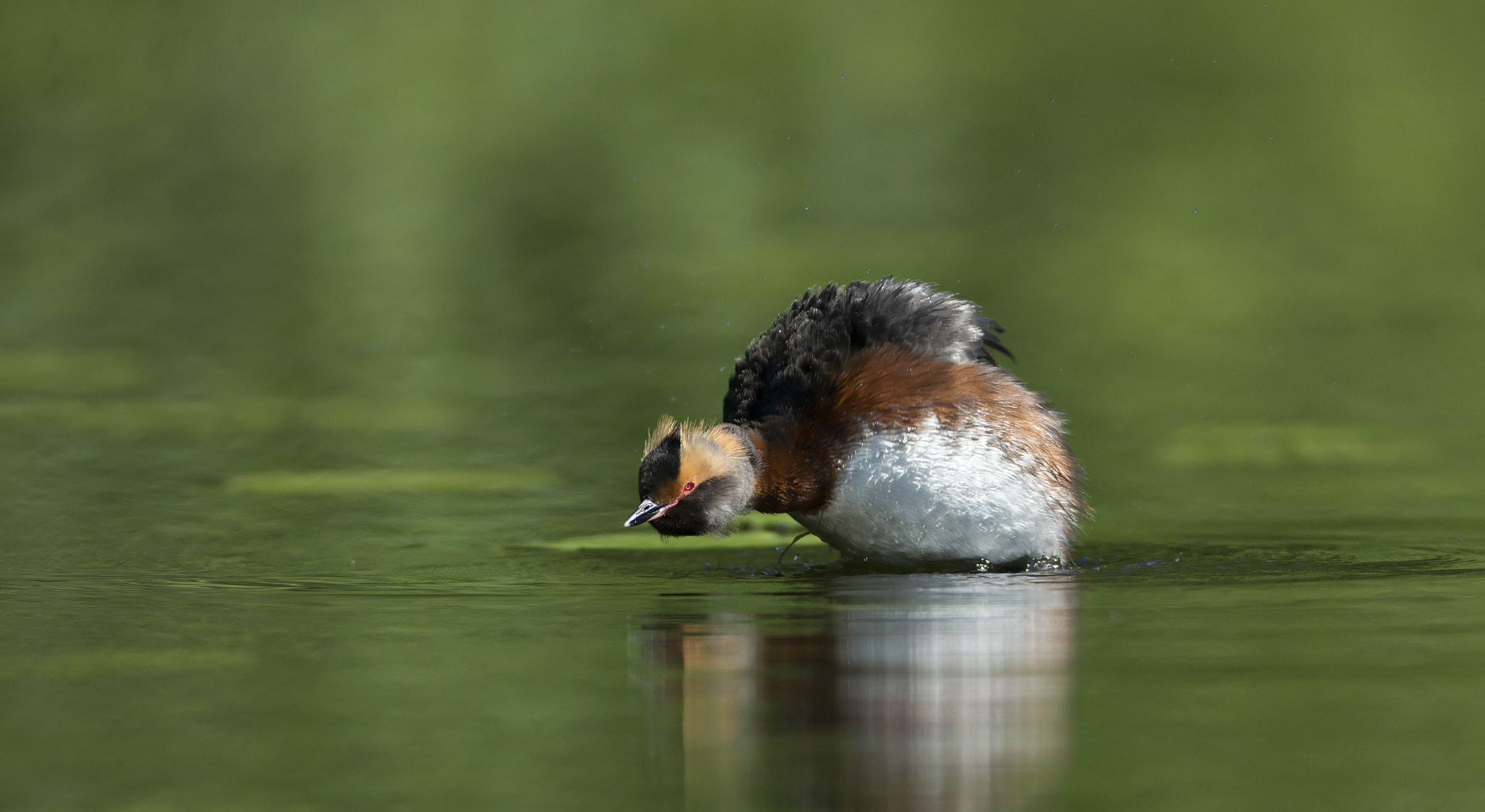 Canon EF 600mm F4L IS USM sample photo. Horned grebe photography