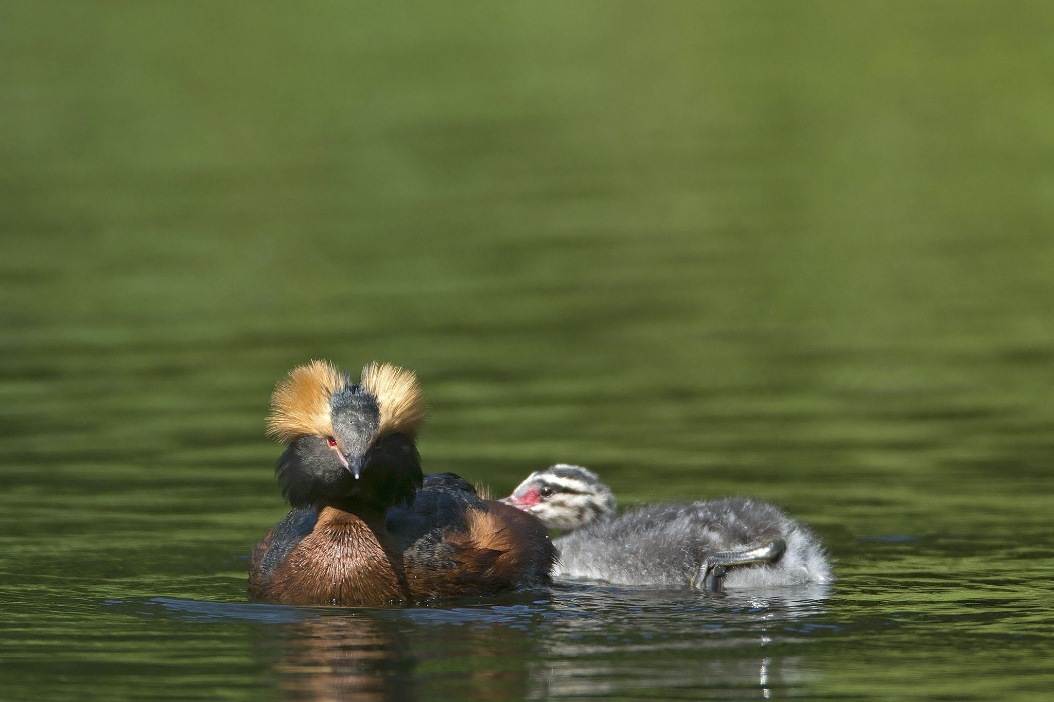 Canon EF 600mm F4L IS USM sample photo. Horned grebe photography