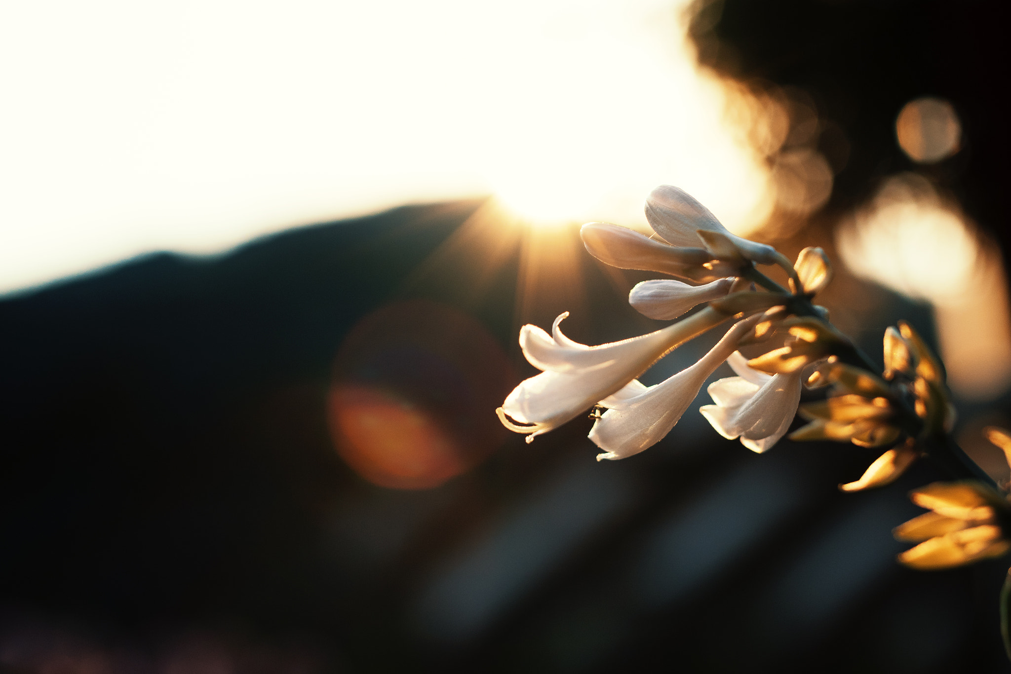 Sigma 50mm F1.4 EX DG HSM sample photo. Sunset flower photography