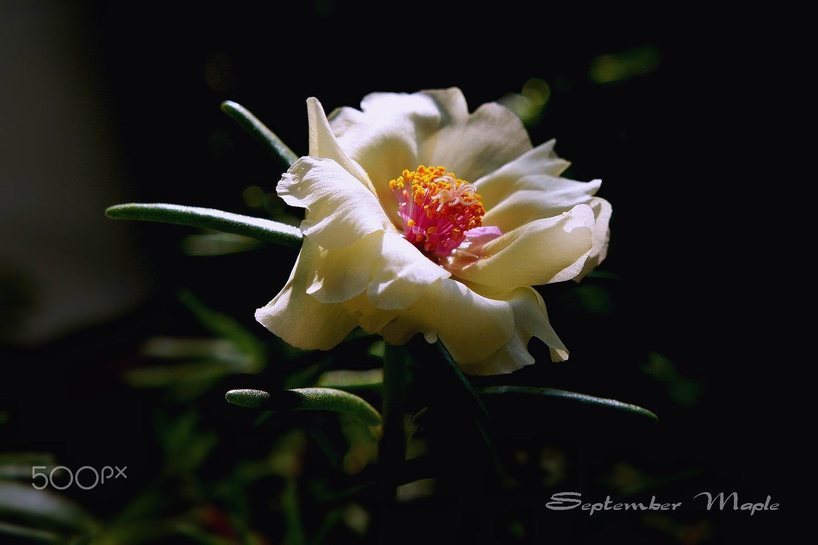 Sony NEX-5C sample photo. 白花马齿笕 3 photography
