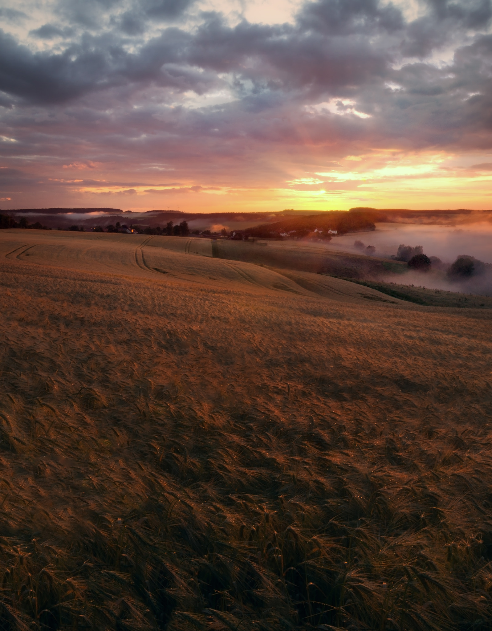 Sony SLT-A58 sample photo. Cornfield ozean photography