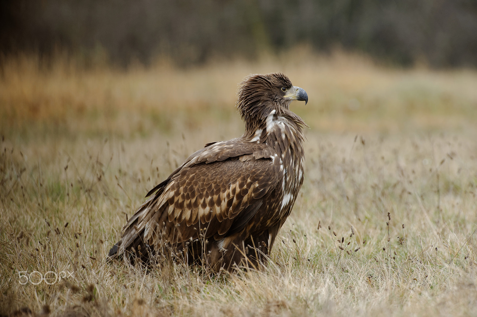Nikon AF-S Nikkor 300mm F2.8G ED VR II sample photo. Eagle4 photography