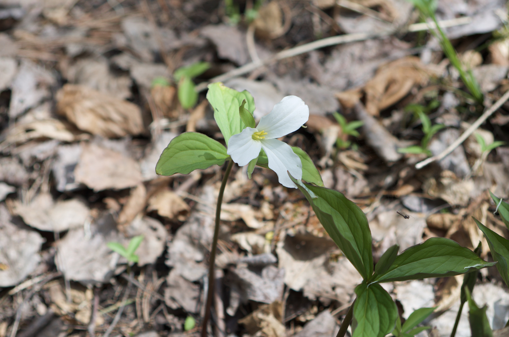 smc PENTAX-FA J 75-300mm F4.5-5.8 AL sample photo. Trillium in the park photography