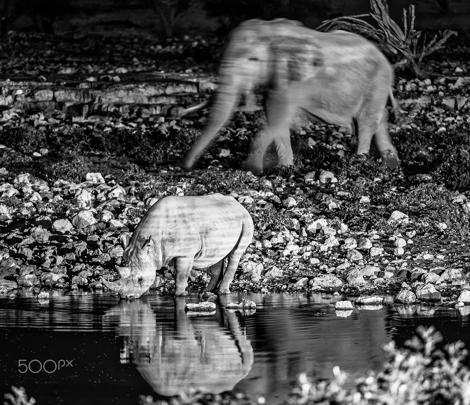 Nikon AF-S Nikkor 200-400mm F4G ED-IF VR sample photo. Ghosts in the darkness photography