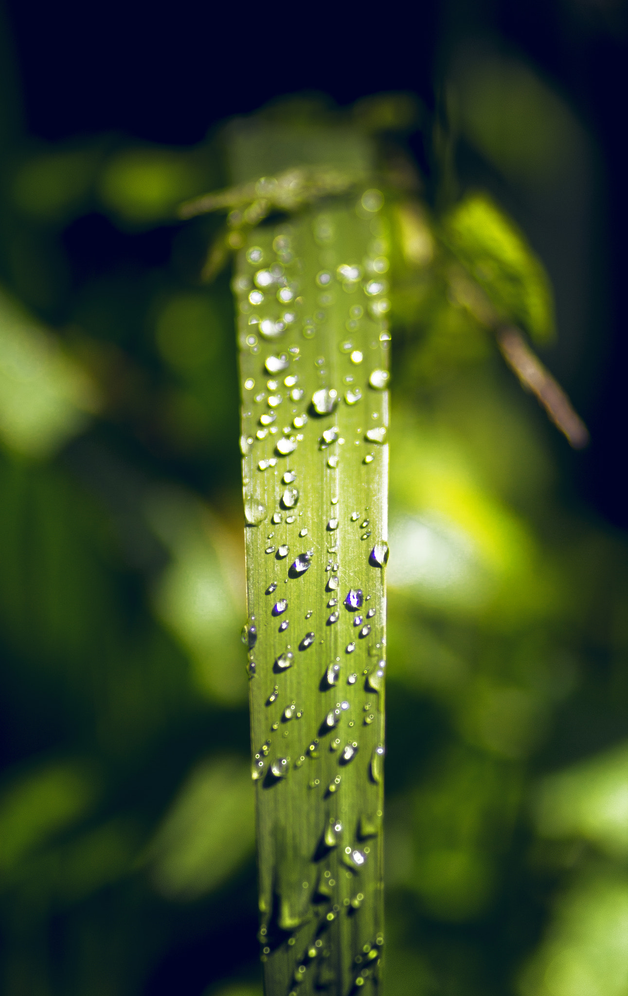 Canon EOS 600D (Rebel EOS T3i / EOS Kiss X5) + Canon EF 100mm F2.0 USM sample photo. Droplets photography