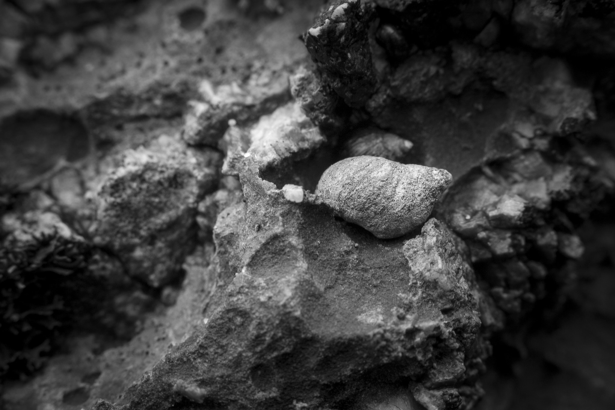 Canon EF 38-76mm f/4.5-5.6 sample photo. Stone seashell photography