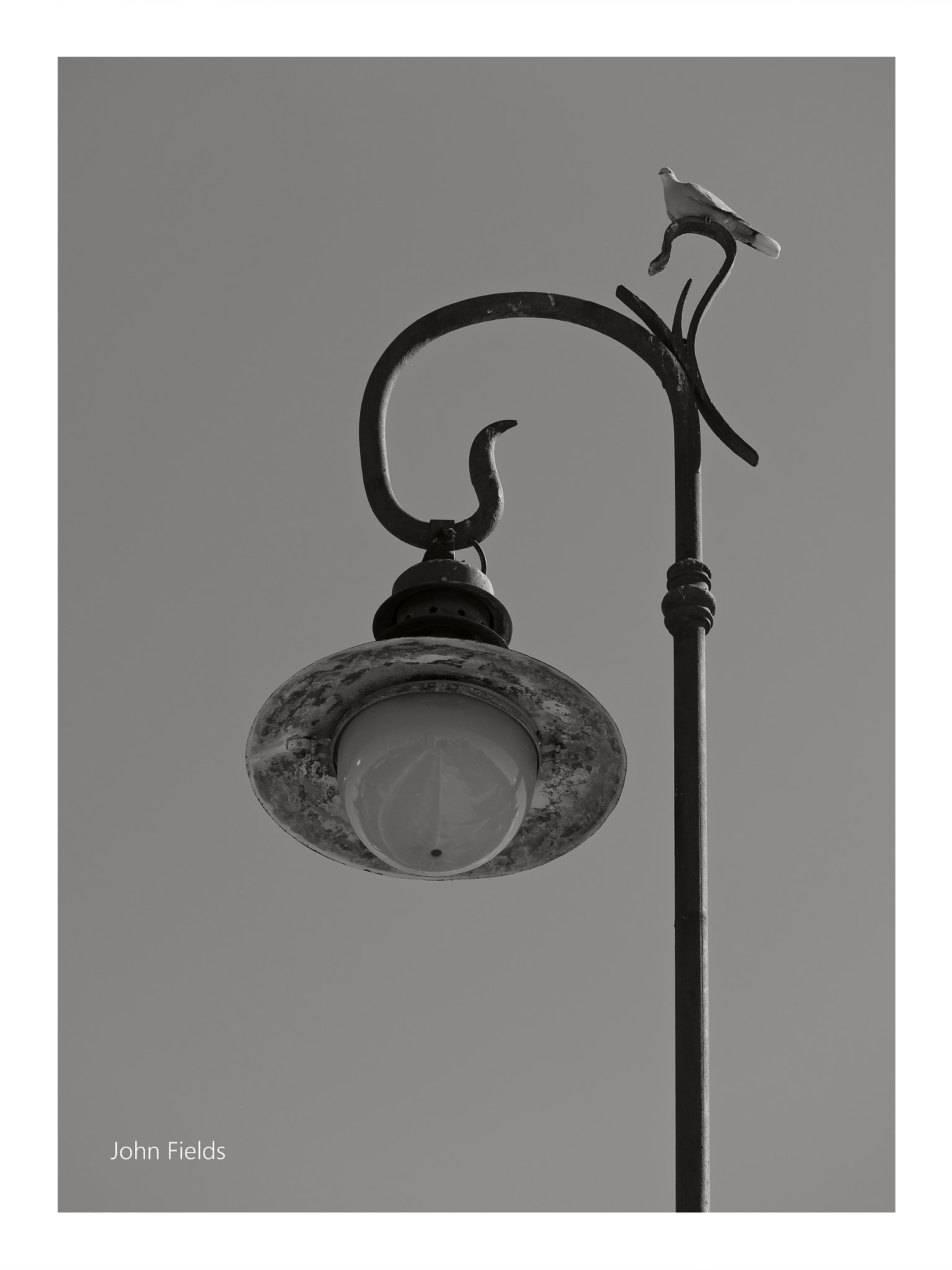 Panasonic Lumix G X Vario 35-100mm F2.8 OIS sample photo. Lamp post & dove photography