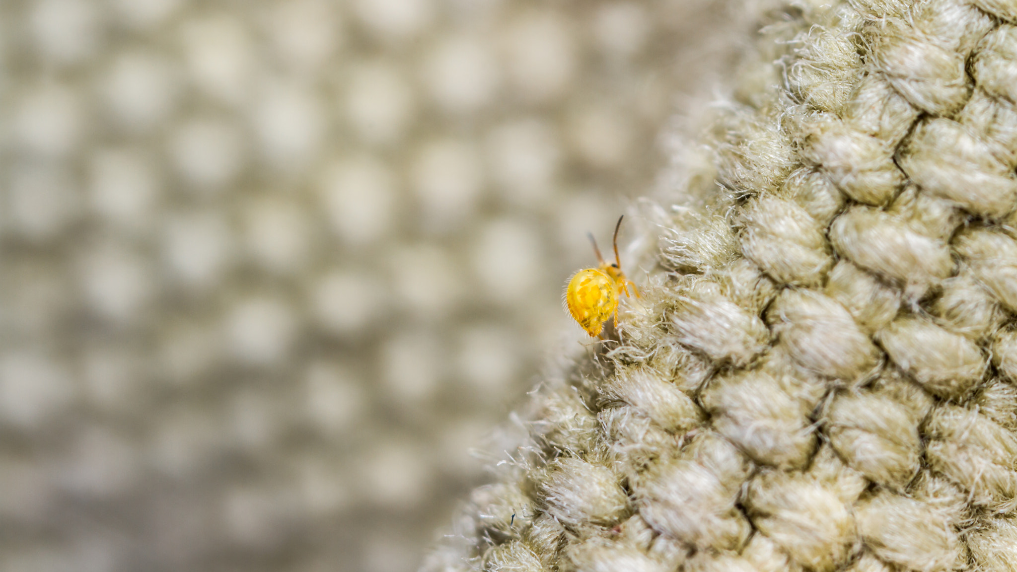 Canon MP-E 65mm F2.5 1-5x Macro Photo sample photo. Katianna species globby? photography