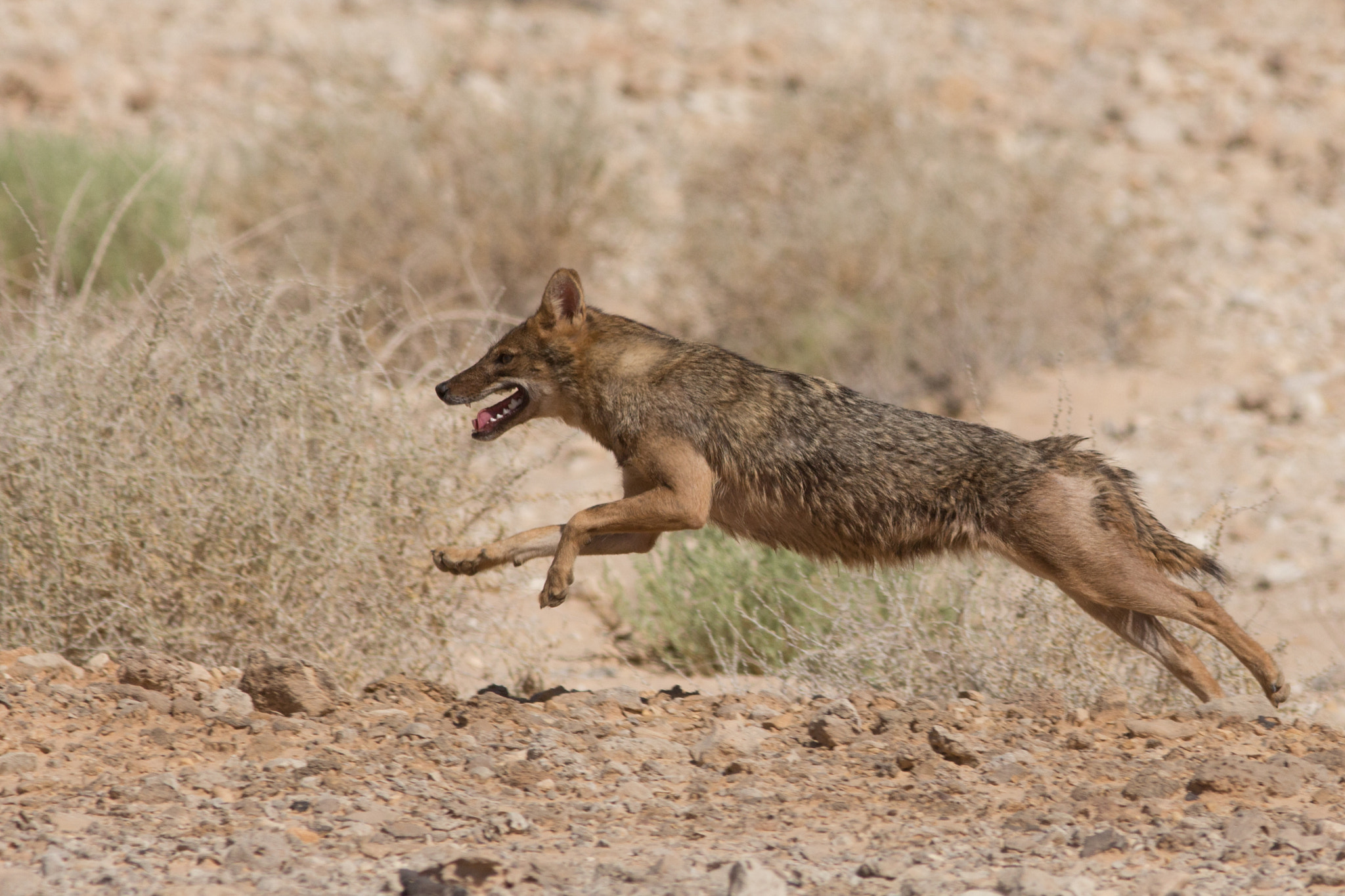 Canon EOS 700D (EOS Rebel T5i / EOS Kiss X7i) + Canon EF 300mm F4L IS USM sample photo. Wildlife in israel dessert photography