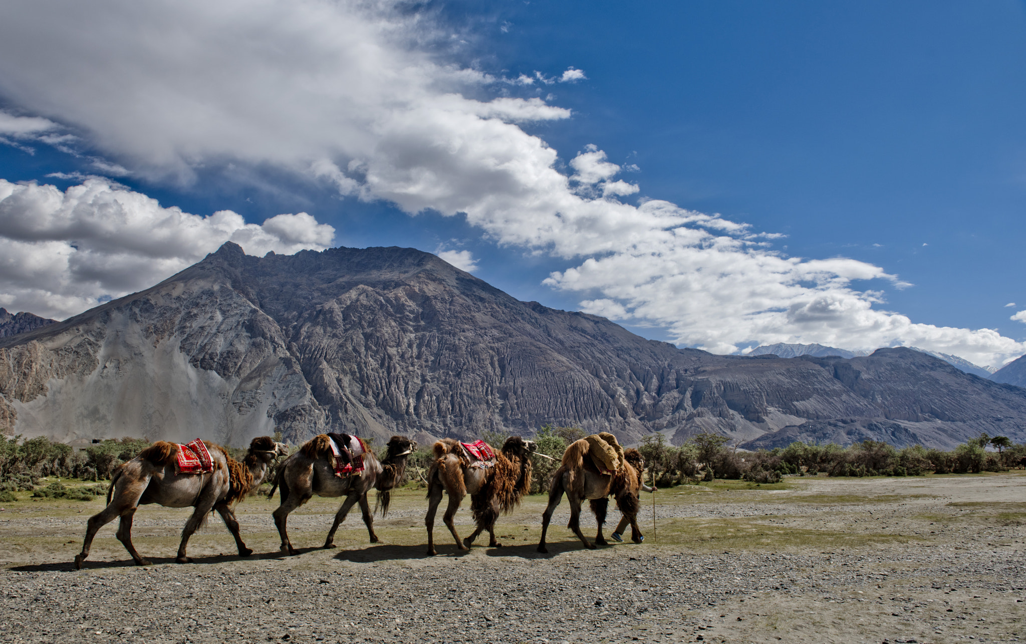 Nikon D810 + Nikon AF Micro-Nikkor 200mm F4D ED-IF sample photo. Nubra photography