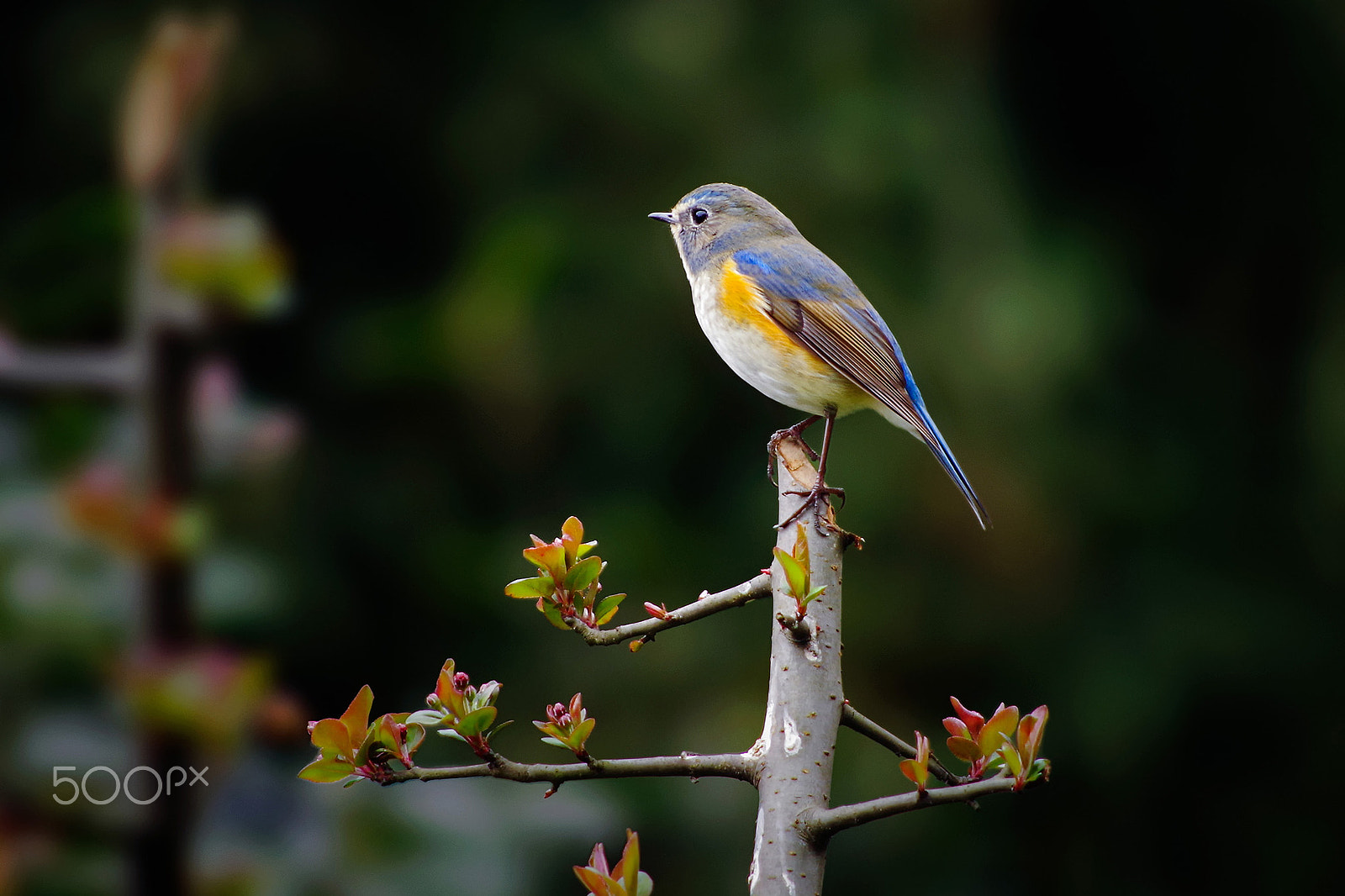 Pentax K-01 sample photo. Lovely bird photography