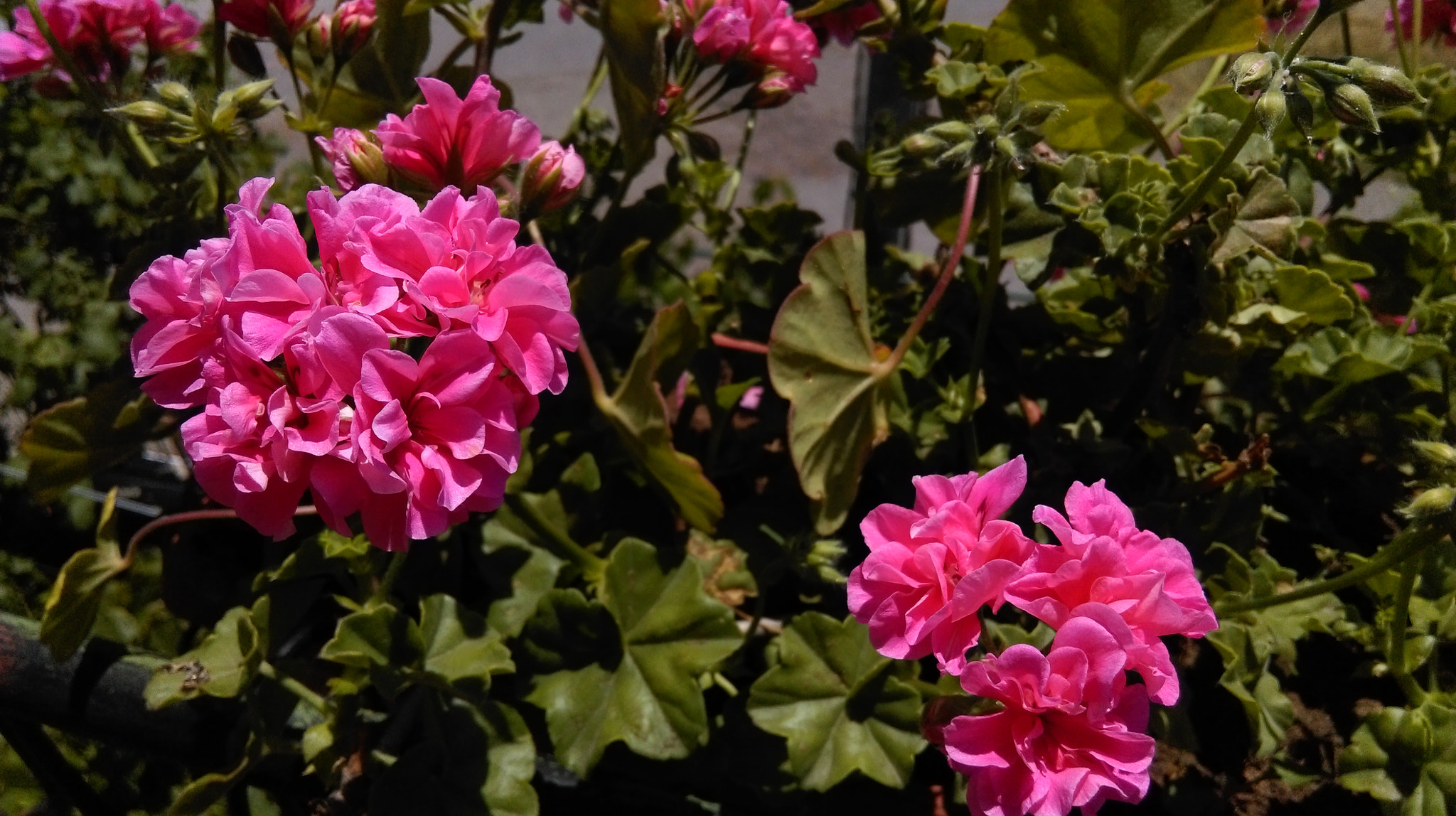 HTC DESIRE 820 sample photo