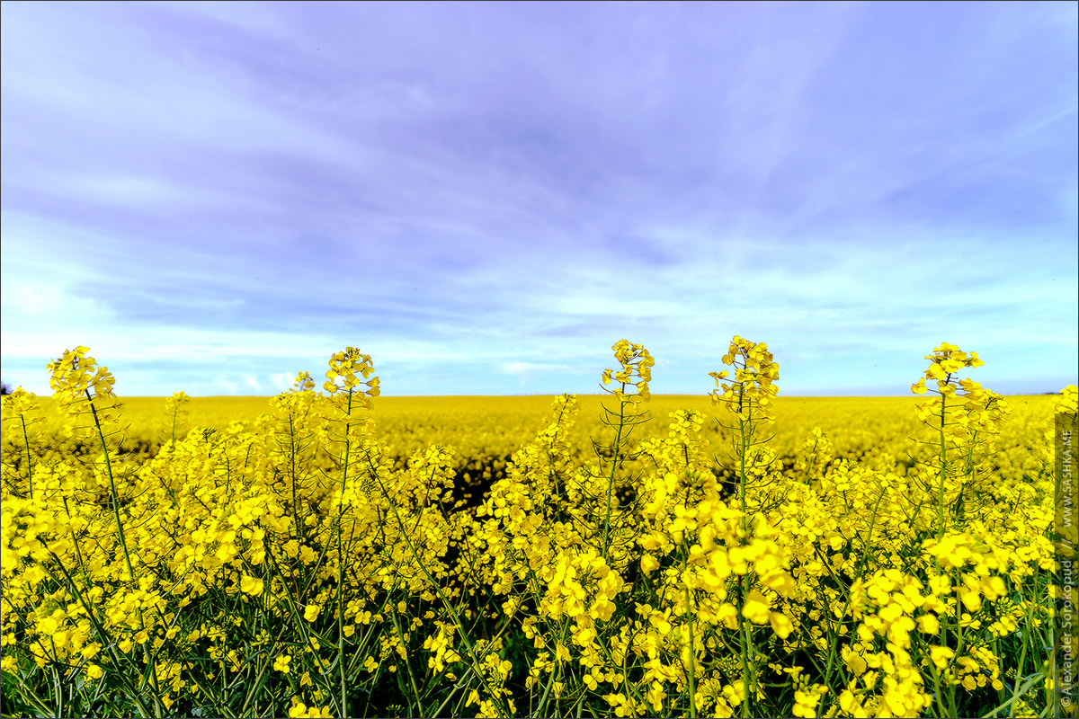 Sony a99 II + Sony 20mm F2.8 sample photo. Beautiful colza flowering, yellow field of rape photography
