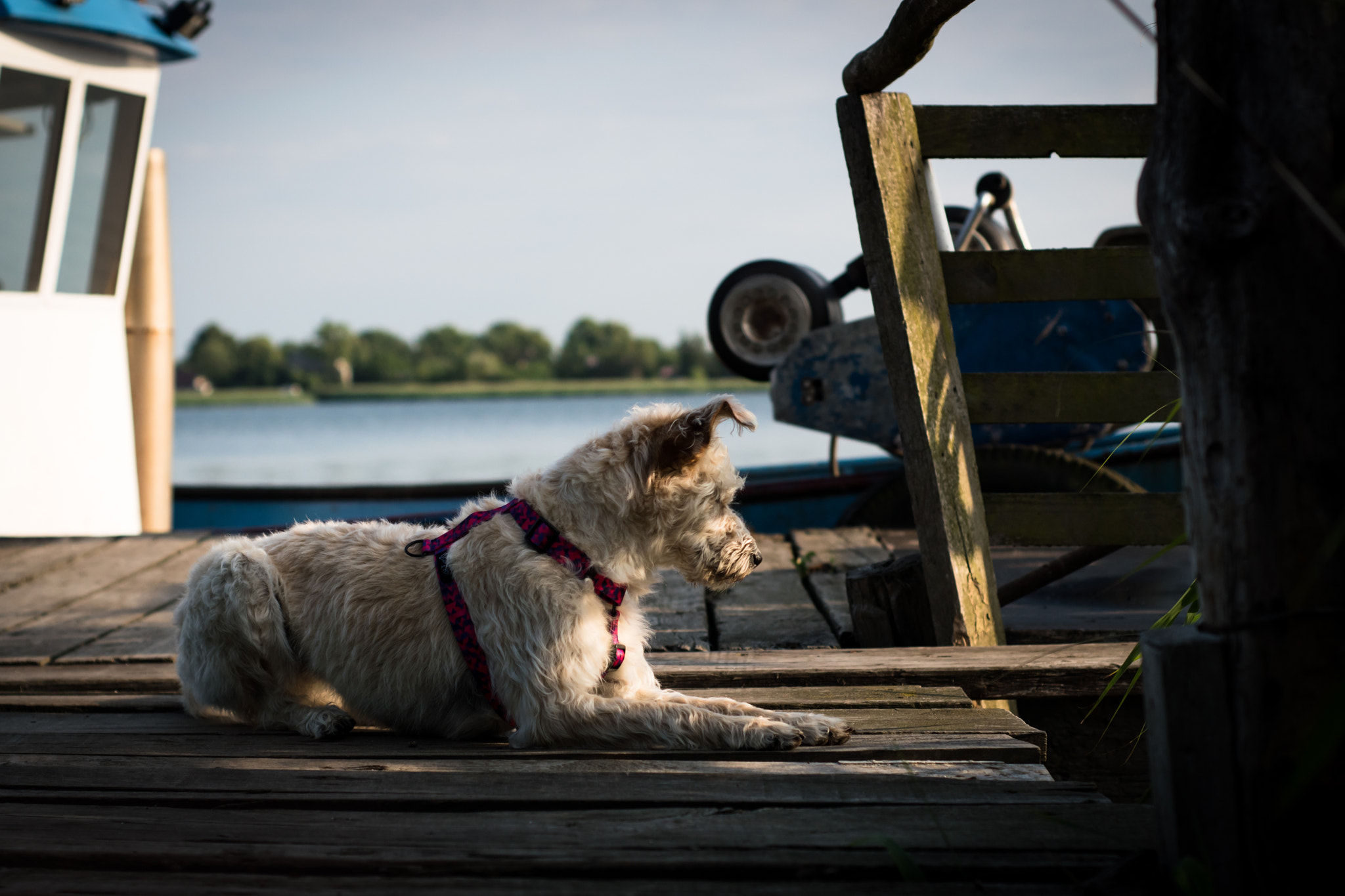 Nikon D5500 + Nikon AF Nikkor 50mm F1.8D sample photo. Kiba photography
