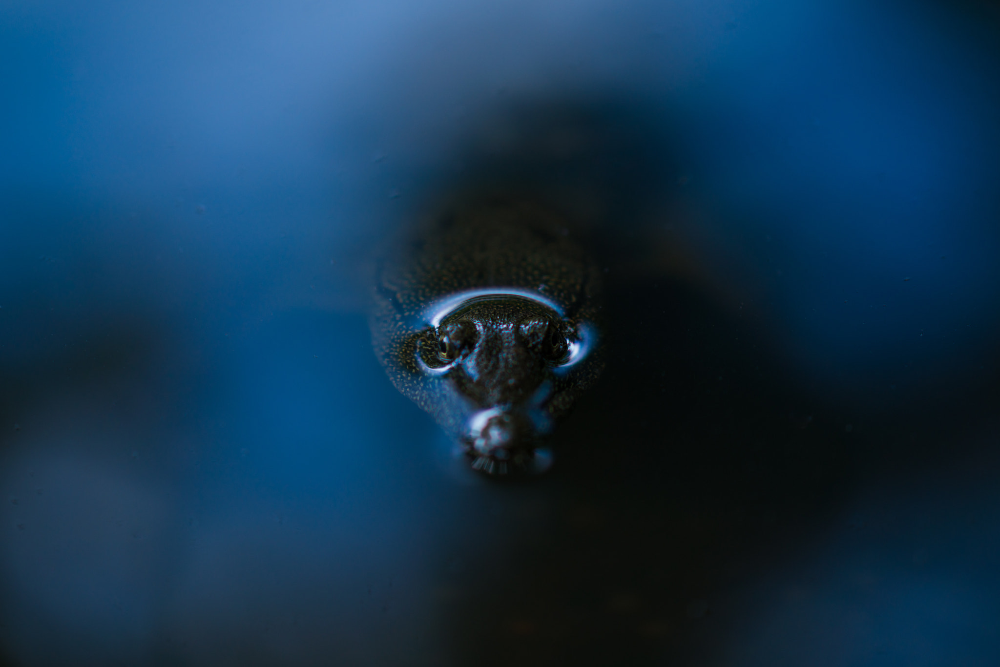 Sony Sonnar T* 135mm F1.8 ZA sample photo. From abyss photography