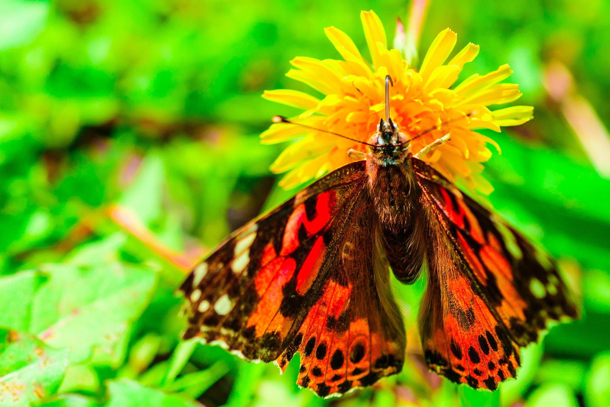 Nikon D750 + AF Micro-Nikkor 60mm f/2.8 sample photo. Upside down photography