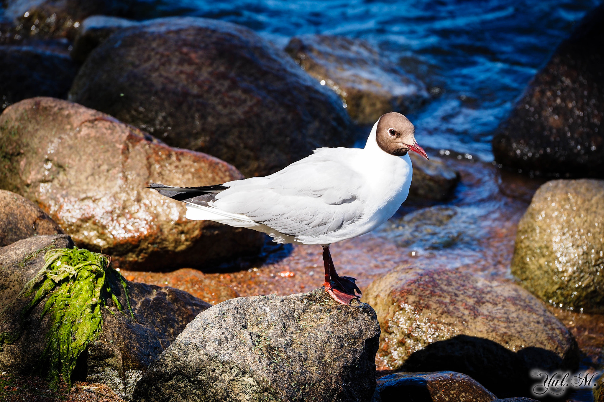Panasonic Lumix G X Vario 35-100mm F2.8 OIS sample photo. Olympus digital camera photography