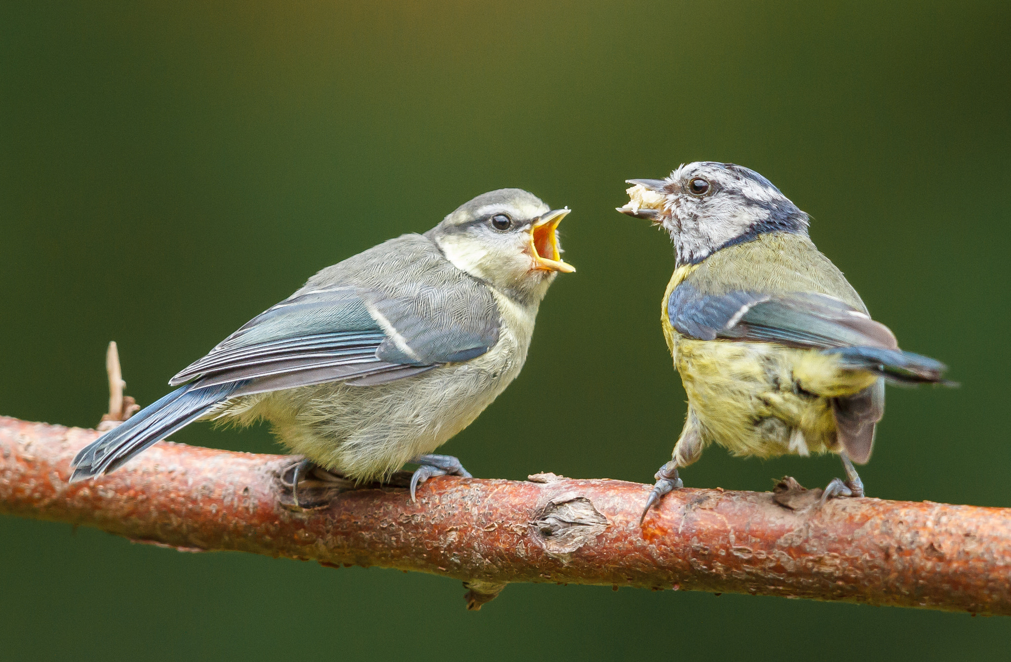 Canon EOS 7D + Canon EF 500mm F4L IS II USM sample photo. Blue tit feeding its fledgling photography