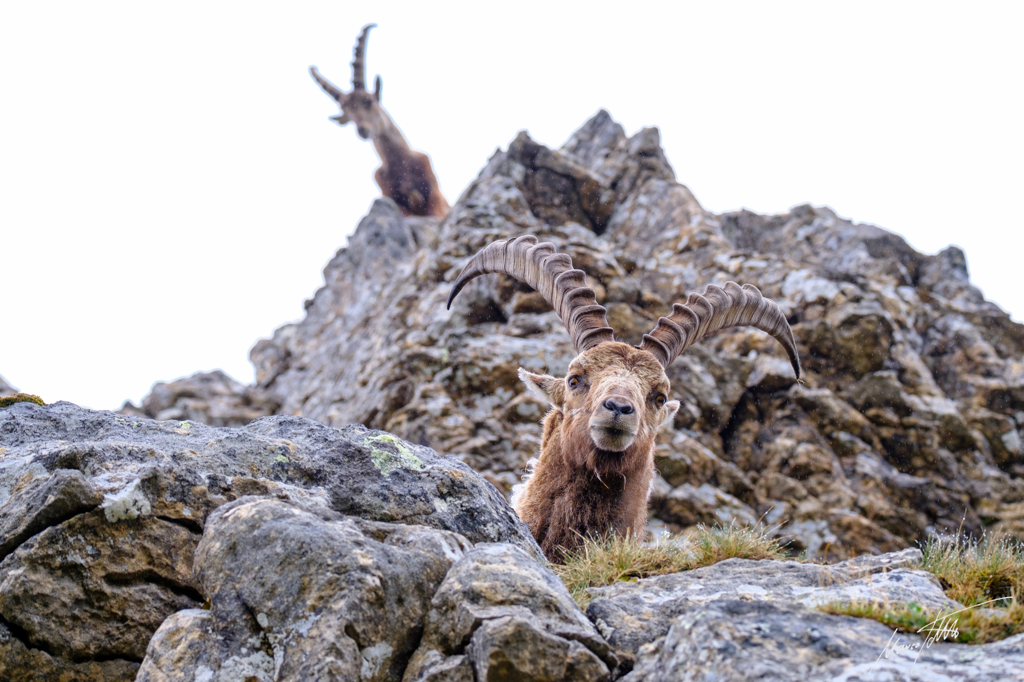 Fujifilm XF 100-400mm F4.5-5.6 R LM OIS WR sample photo. Two ibex looking down to me photography