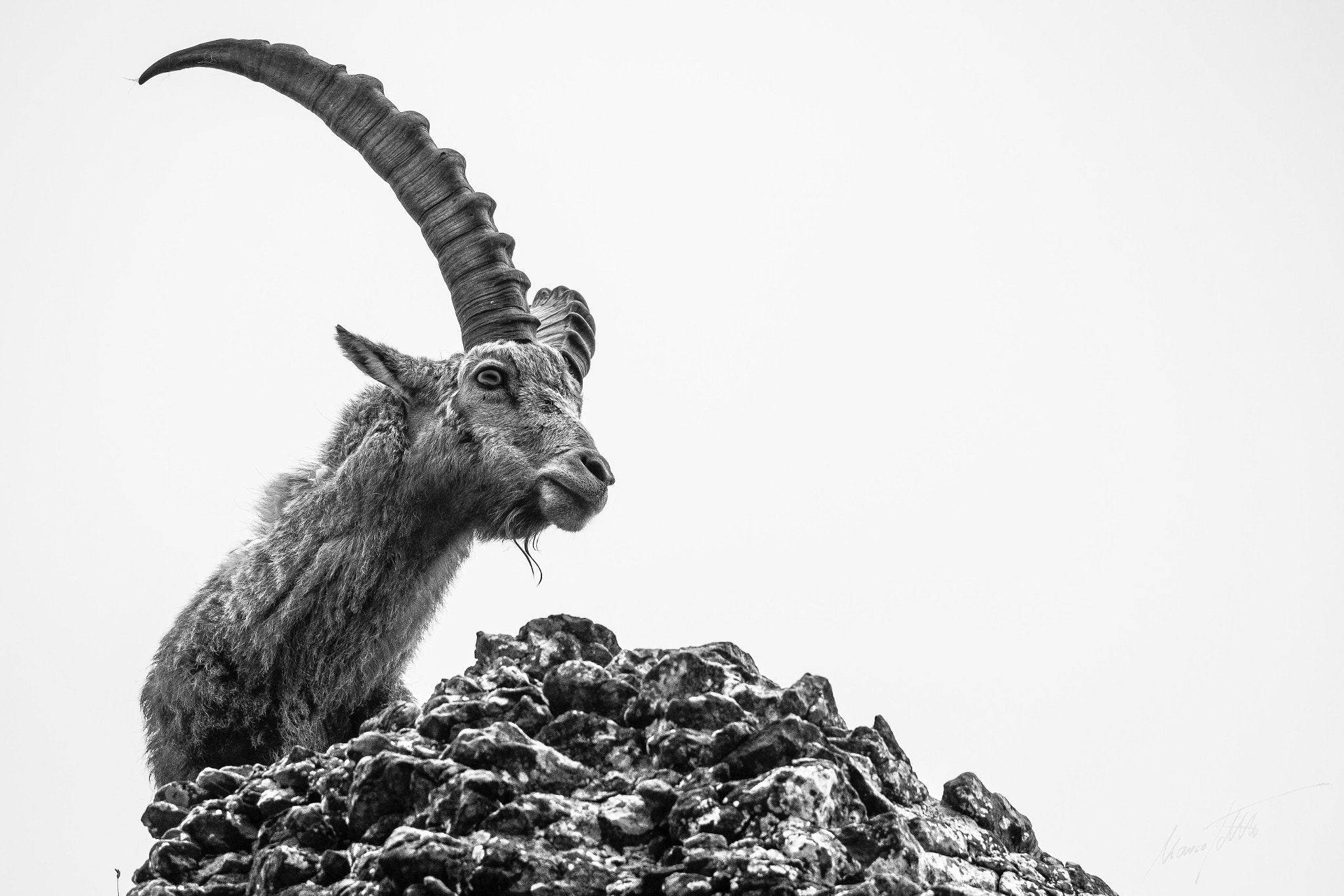 Fujifilm XF 100-400mm F4.5-5.6 R LM OIS WR sample photo. Ibex in black & white photography