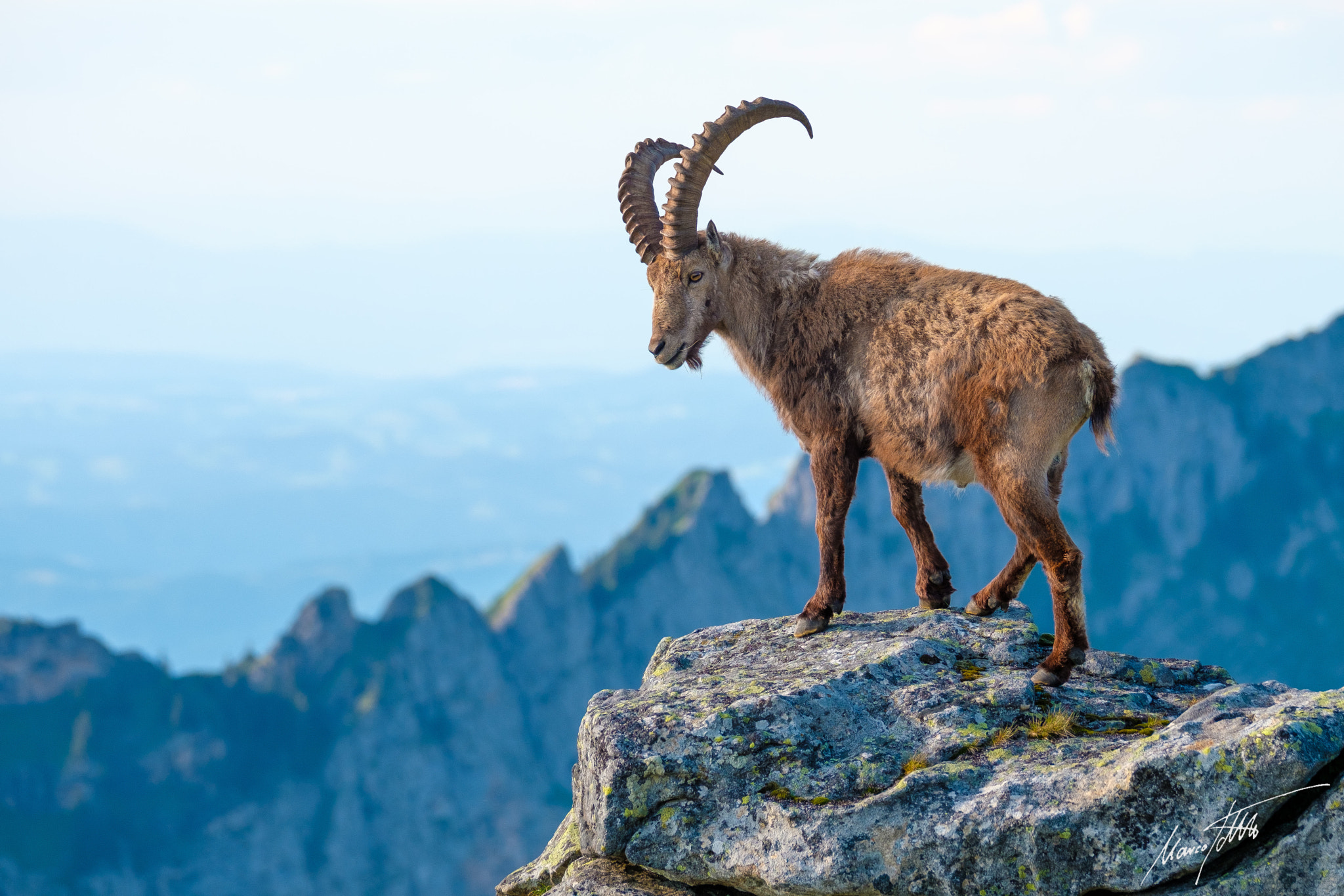 Fujifilm XF 100-400mm F4.5-5.6 R LM OIS WR sample photo. Ibex in setting sun photography