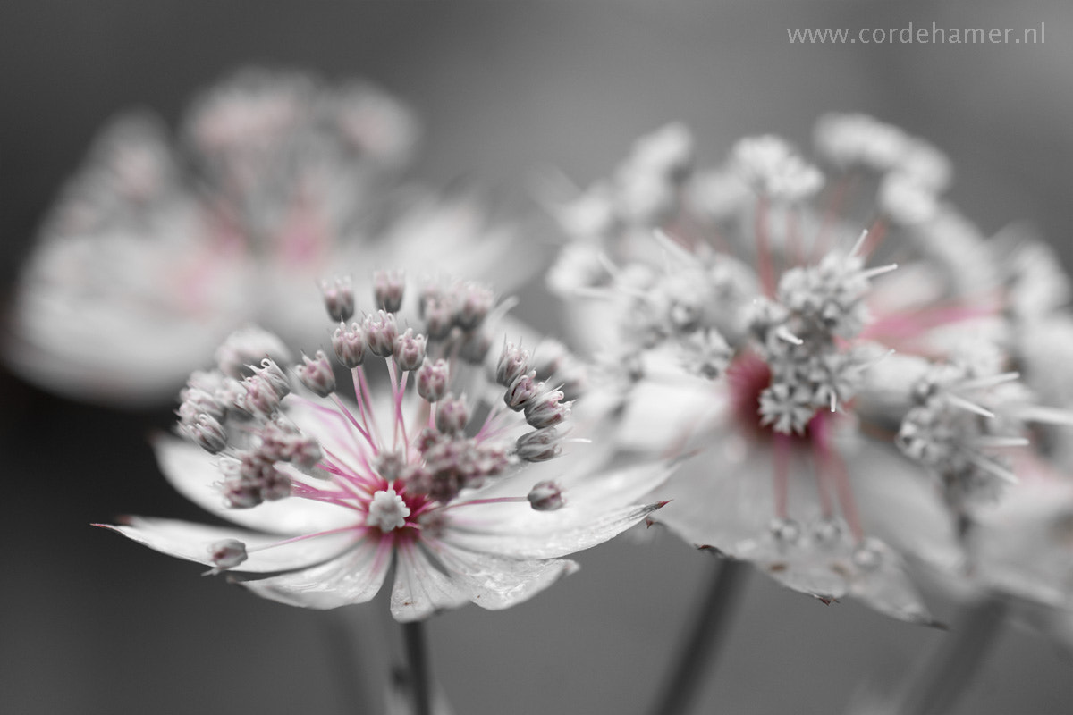 Sony SLT-A77 + Tamron SP AF 90mm F2.8 Di Macro sample photo. Astrantia major photography