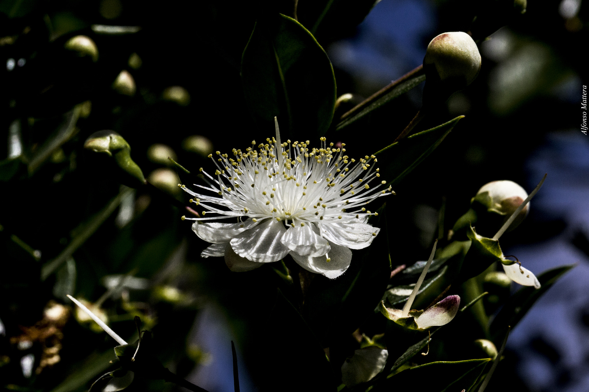 Sigma 105mm F2.8 EX DG OS HSM sample photo. Mirto photography