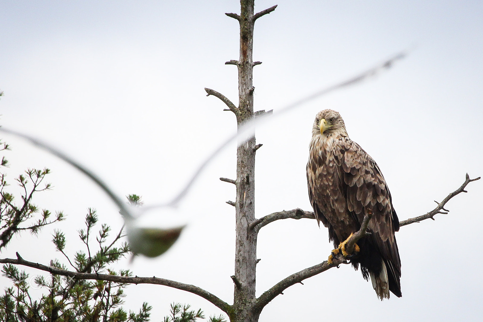 Canon EF 100-400mm F4.5-5.6L IS USM sample photo. Air boss photography