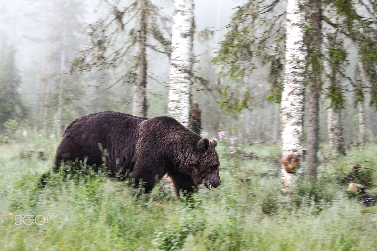 Canon EF 100-400mm F4.5-5.6L IS USM sample photo. Brown bear photography
