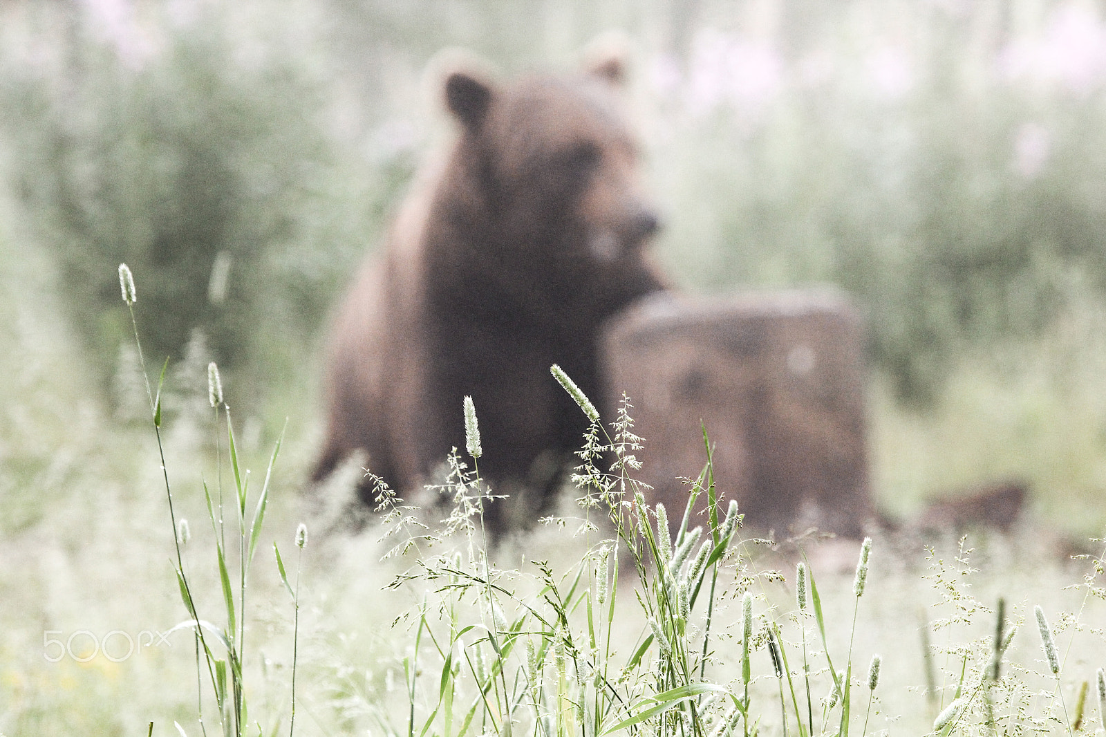 Canon EF 100-400mm F4.5-5.6L IS USM sample photo. Brown bear photography