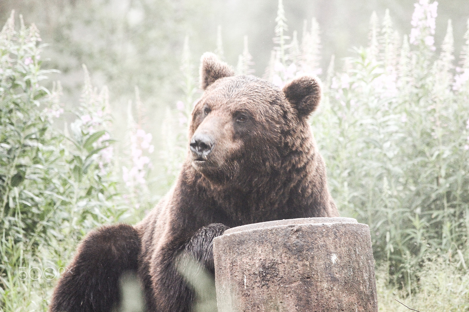 Canon EF 100-400mm F4.5-5.6L IS USM sample photo. Brown bear photography