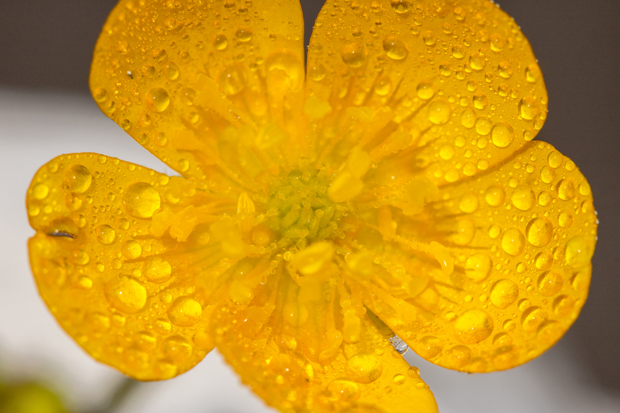 Canon EF 100mm F2.8 Macro USM sample photo. Buttercup.jpg photography