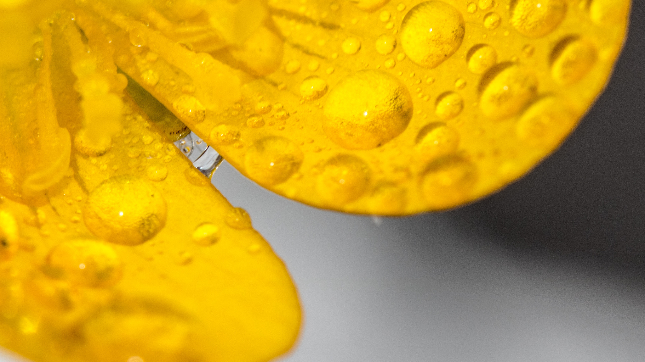 Canon EF 100mm F2.8 Macro USM sample photo. Buttercup.jpg photography