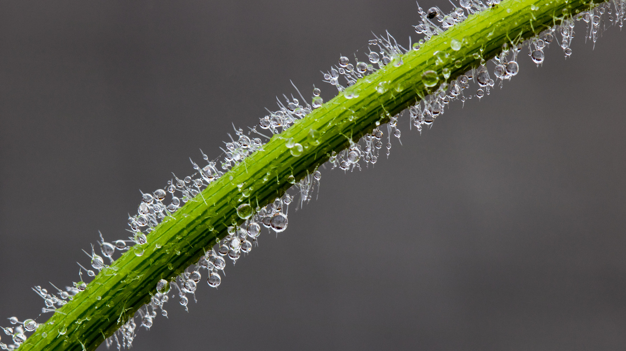 Canon EF 100mm F2.8 Macro USM sample photo. Droplets on stem.jpg photography