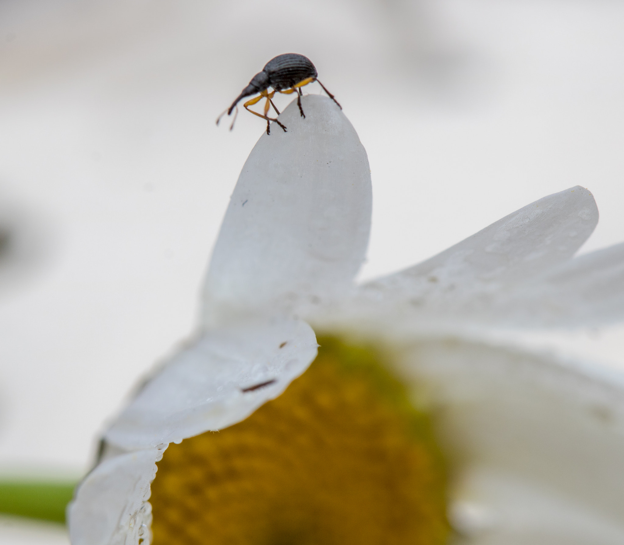 Canon EF 100mm F2.8 Macro USM sample photo. Long neck beetle.jpg photography
