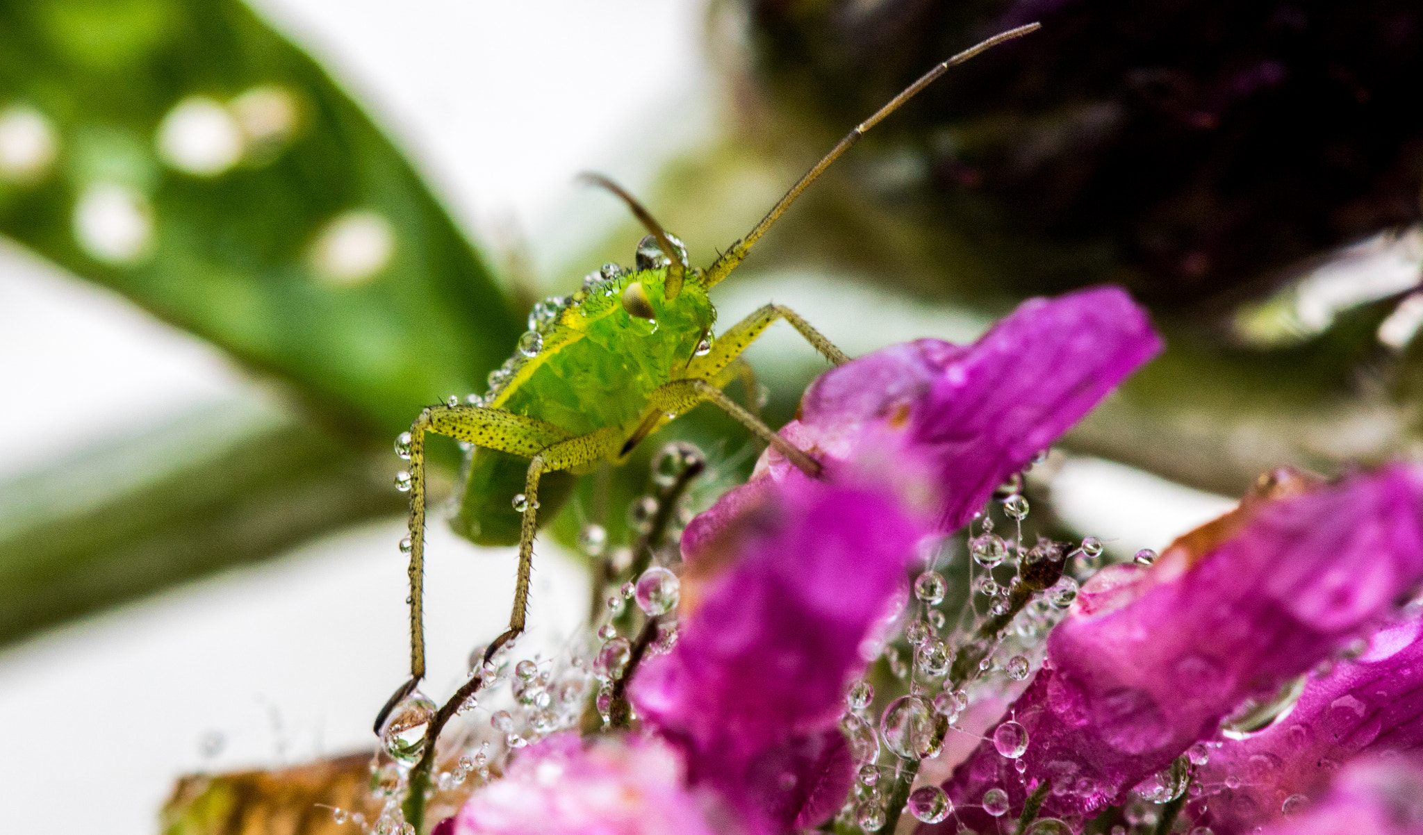 Canon EF 100mm F2.8 Macro USM sample photo. Insect.jpg photography