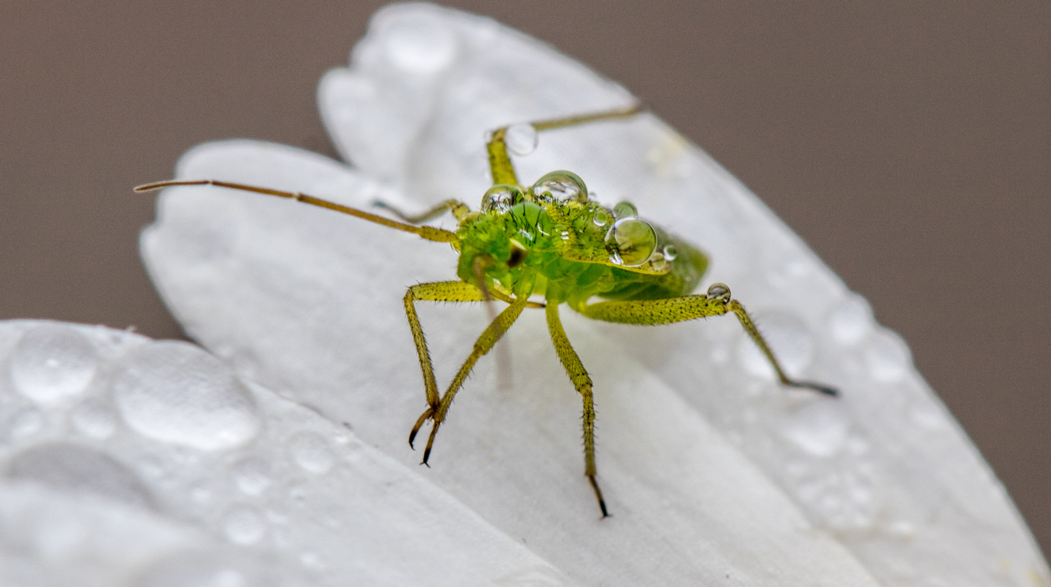Canon EF 100mm F2.8 Macro USM sample photo. Insect.jpg photography
