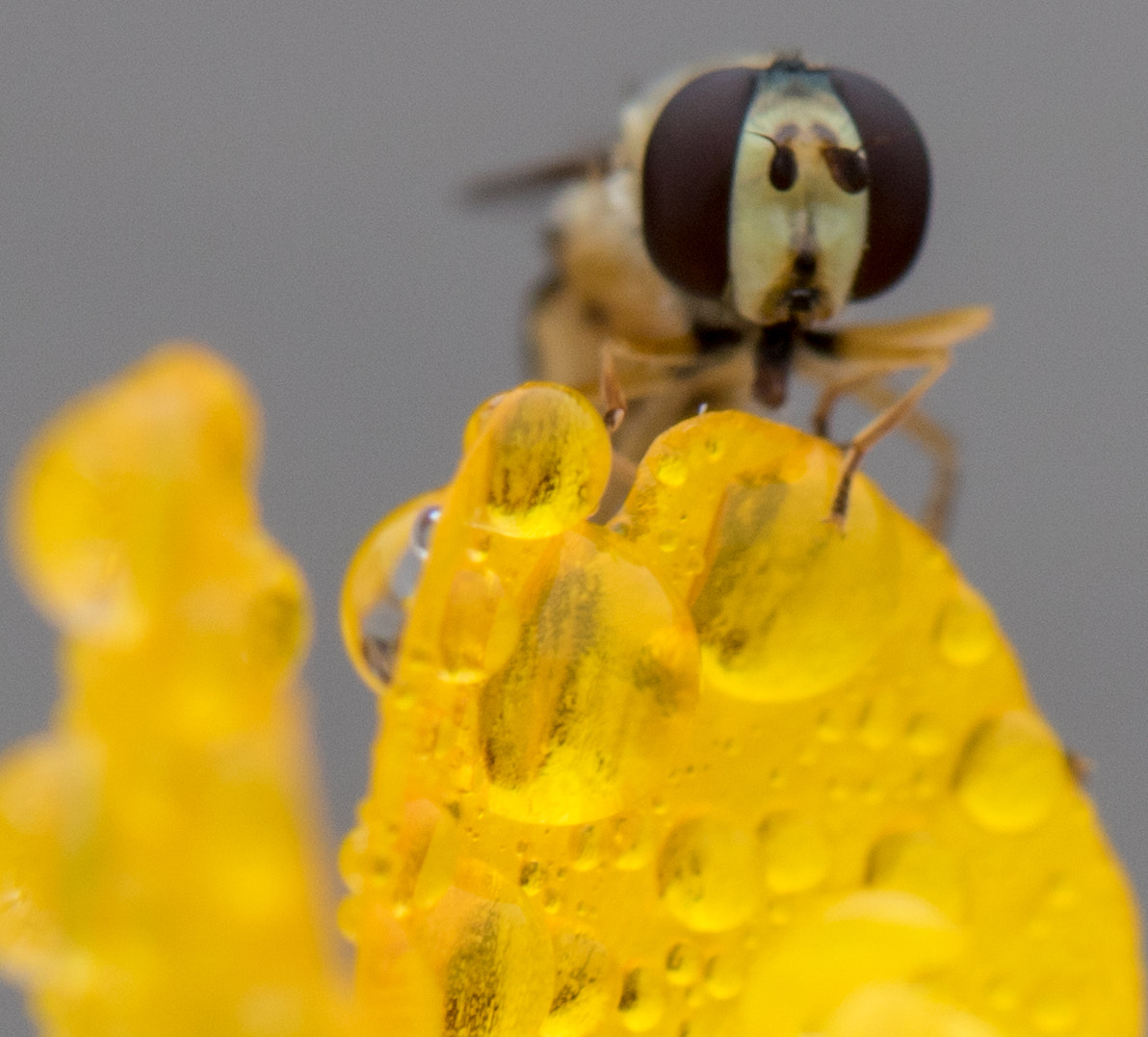 Canon EOS 760D (EOS Rebel T6s / EOS 8000D) + Canon EF 100mm F2.8 Macro USM sample photo. Insect photography