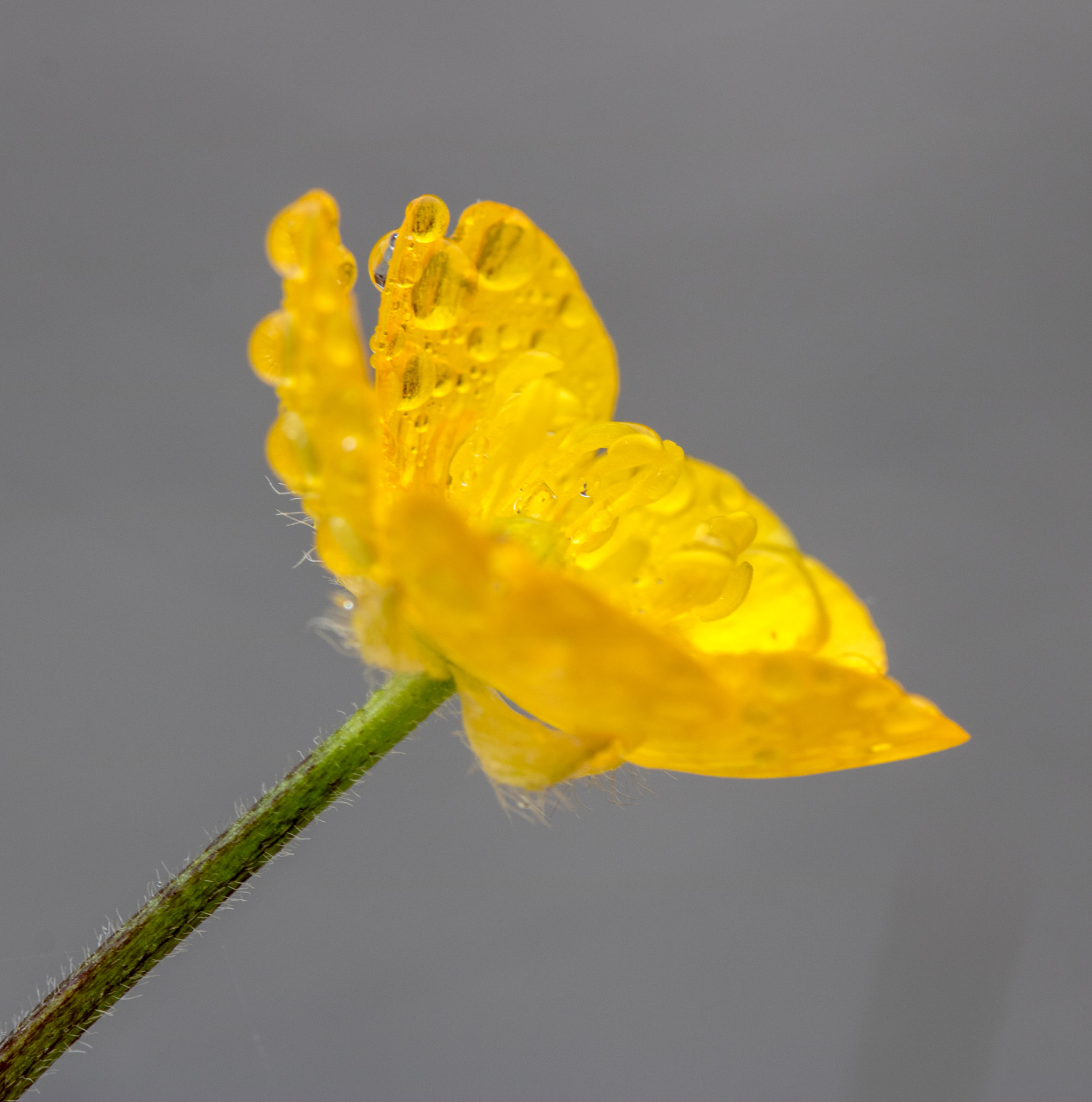 Canon EF 100mm F2.8 Macro USM sample photo. Flower.jpg photography