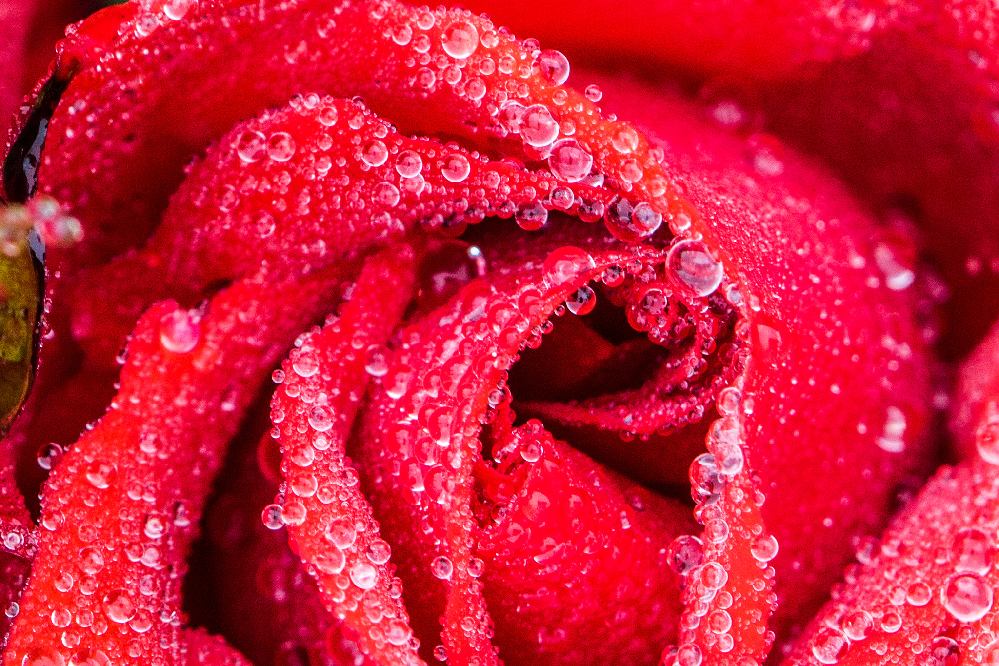 Canon EOS 760D (EOS Rebel T6s / EOS 8000D) + Canon EF 100mm F2.8 Macro USM sample photo. Red rose with droplets photography