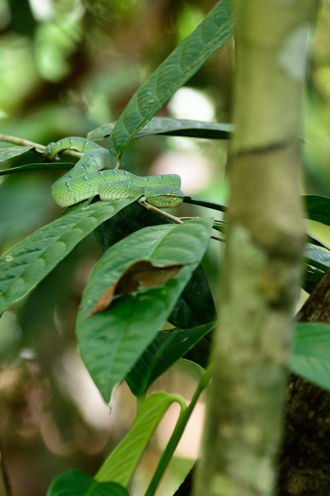 Nikon D500 sample photo. Wagler's pit viper photography