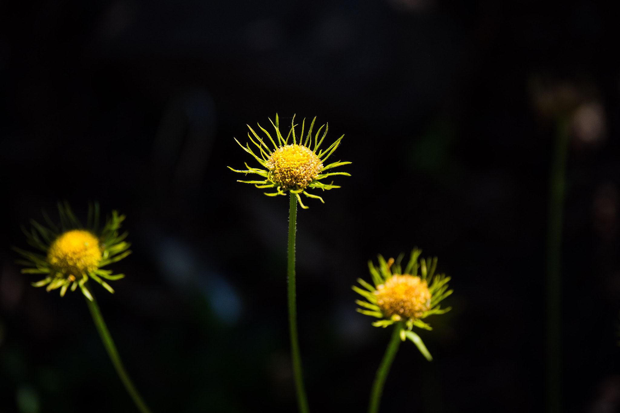 Panasonic Lumix G X Vario 35-100mm F2.8 OIS sample photo. The 100 day project 75/100 - i dunno either photography