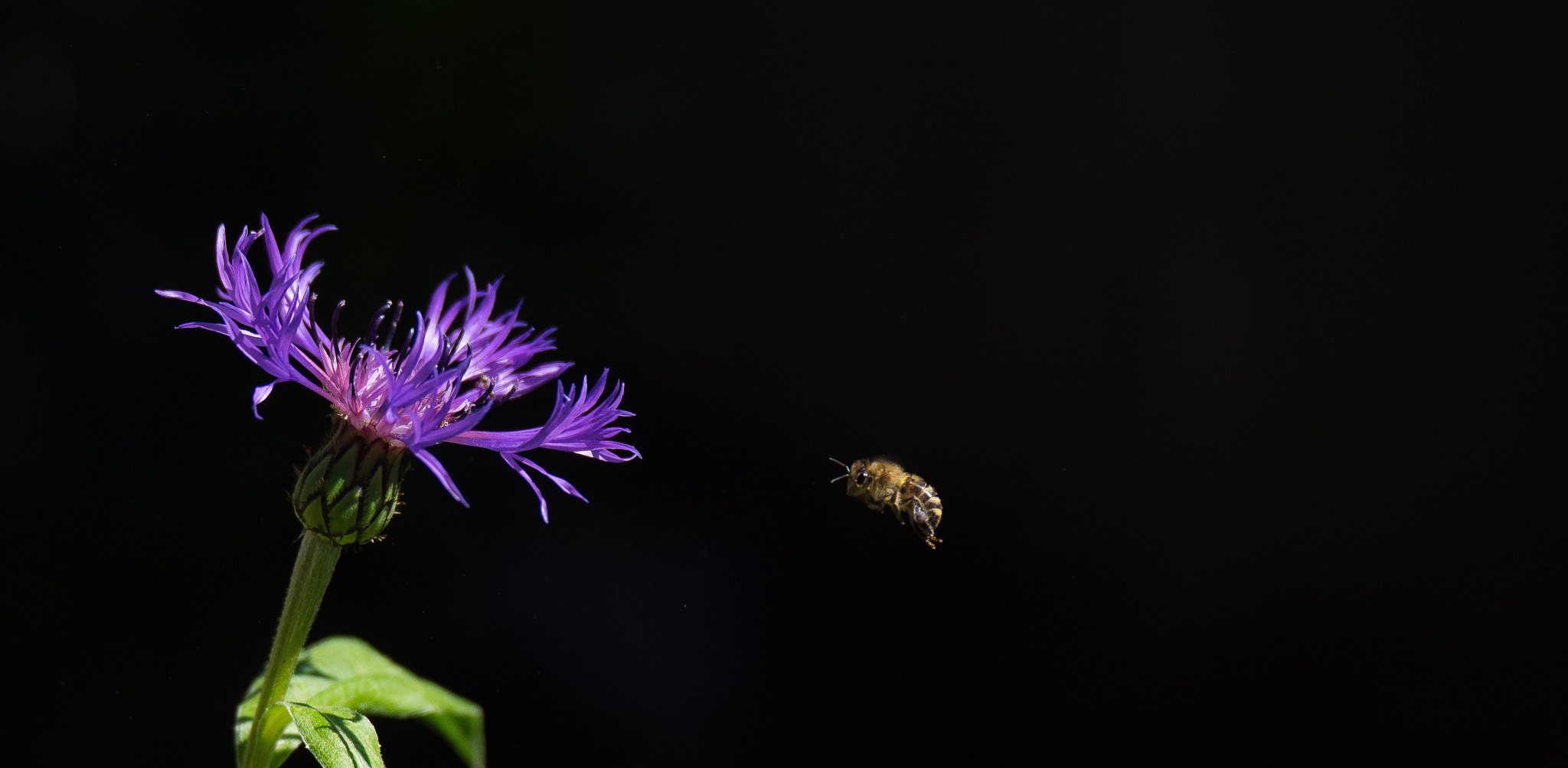 Panasonic Lumix G X Vario 35-100mm F2.8 OIS sample photo. The 100 day project 76/100 - zeroing in photography