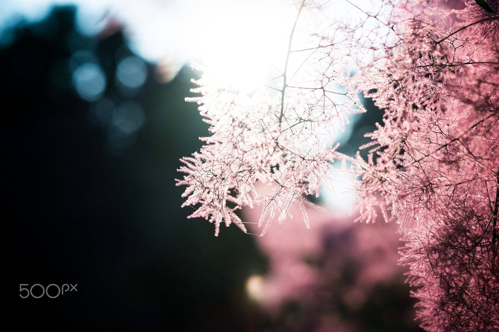 Sony a99 II + Sony 100mm F2.8 Macro sample photo. Smoke tree photography